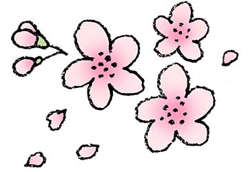 さくら・桜の花・春・ピンク・開花・フリーイラスト・無料素材
