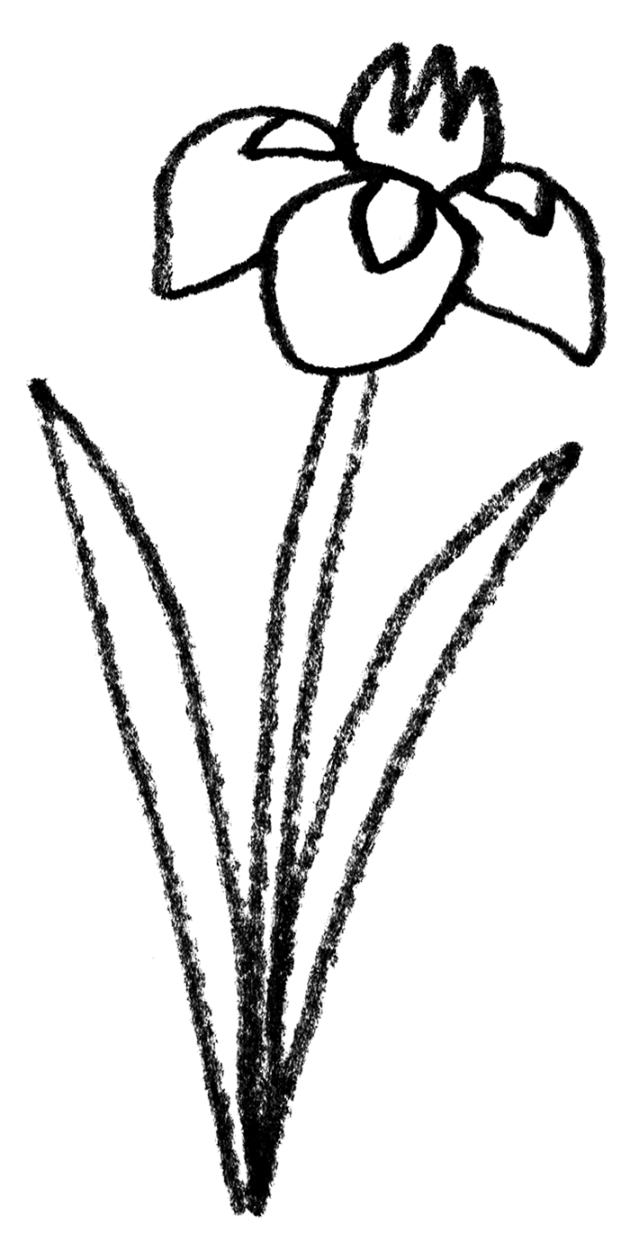 菖蒲の花の手書きイラスト 端午の節句 えんぴつと画用紙