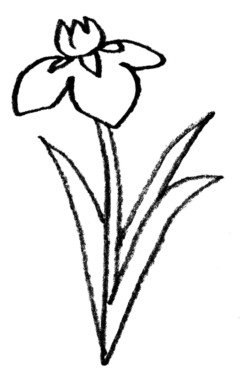 菖蒲の花の手書きイラスト・端午の節句 | えんぴつと画用紙