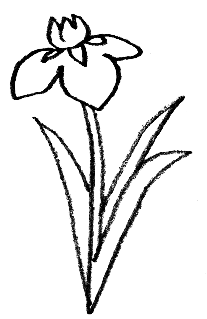 菖蒲の花の手書きイラスト 端午の節句 えんぴつと画用紙